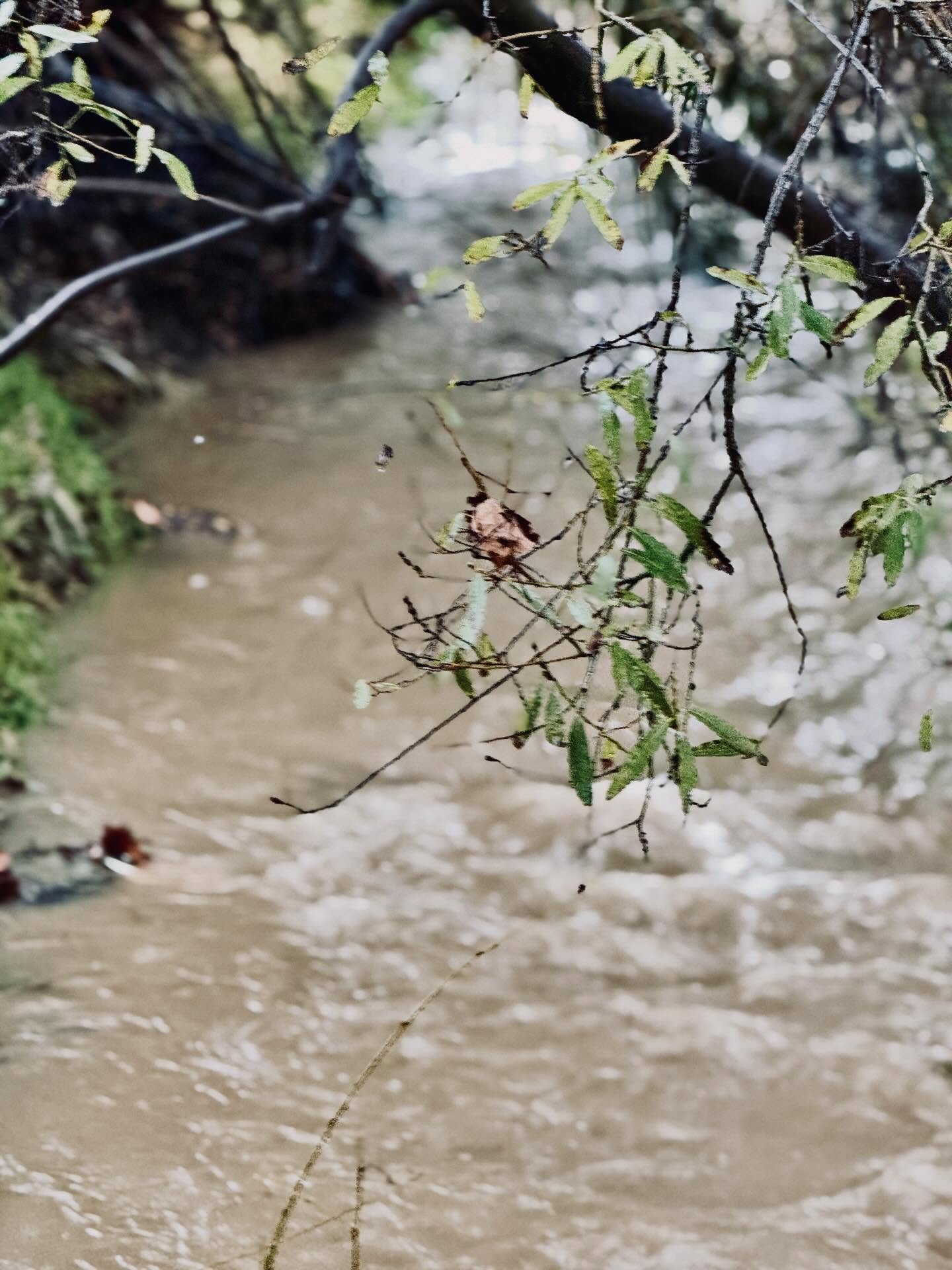 Rain